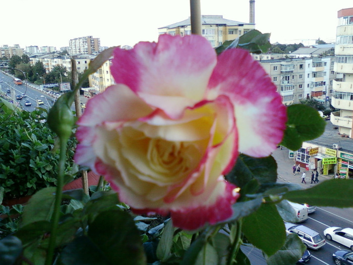 my pictures- 19 sept 2011 002 - trandafiri de gradina