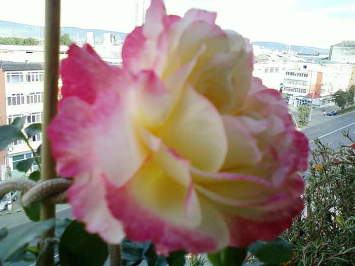 my pictures- 19 sept 2011 008 - trandafiri de gradina