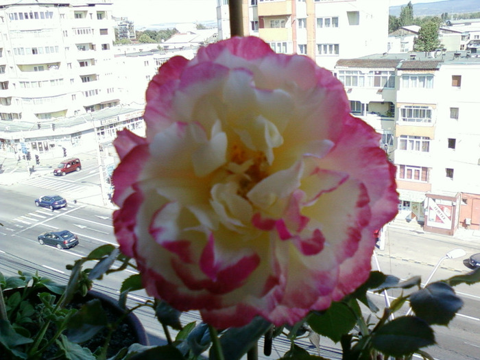 my pictures- 19 sept 2011 013 - trandafiri de gradina