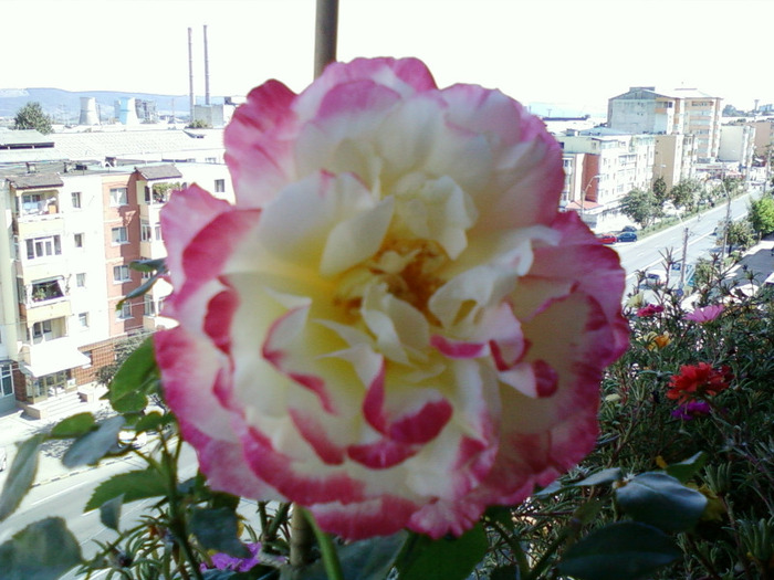 my pictures- 19 sept 2011 015 - trandafiri de gradina