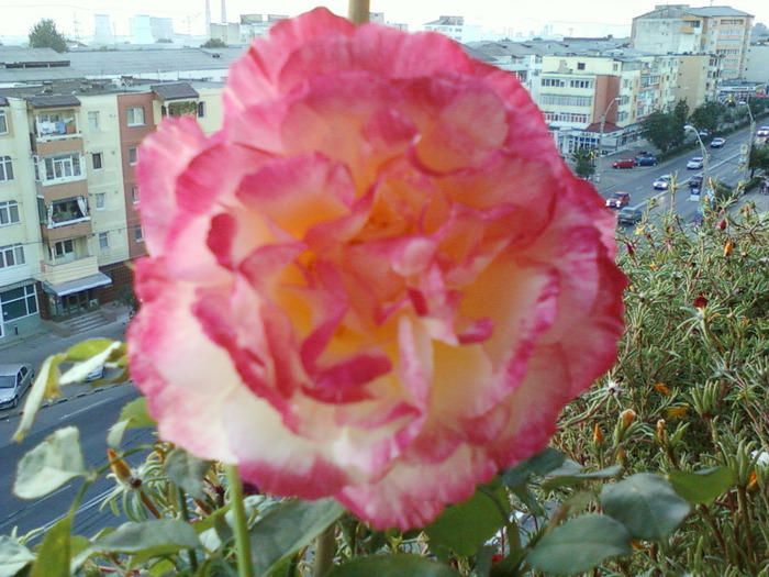 my pictures- 19 sept 2011 019 - trandafiri de gradina