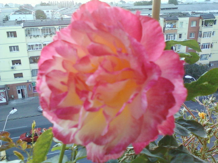my pictures- 19 sept 2011 020 - trandafiri de gradina