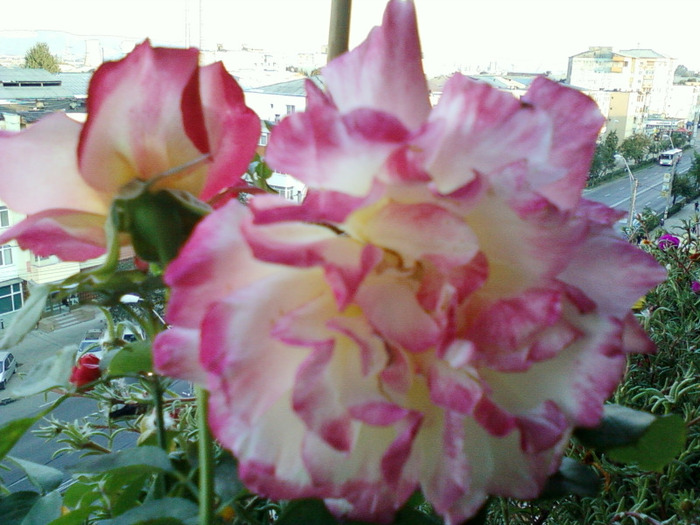 my pictures- 19 sept 2011 036 - trandafiri de gradina