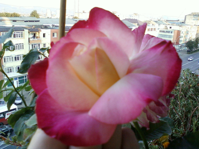 my pictures- 19 sept 2011 037 - trandafiri de gradina