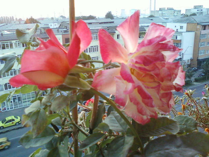 my pictures- 19 sept 2011 059