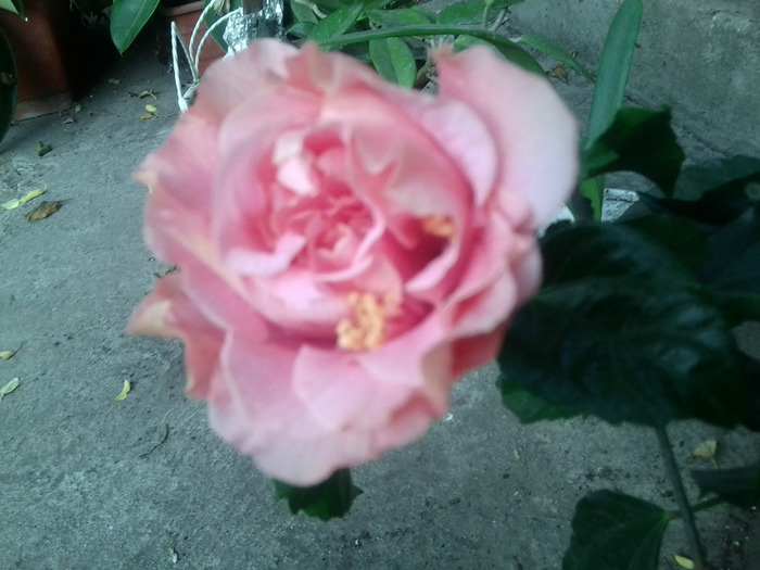 Fotografie0848 - hibiscusi-2012-1