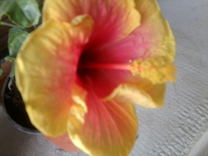 Fotografie0854 - hibiscusi-2012-1