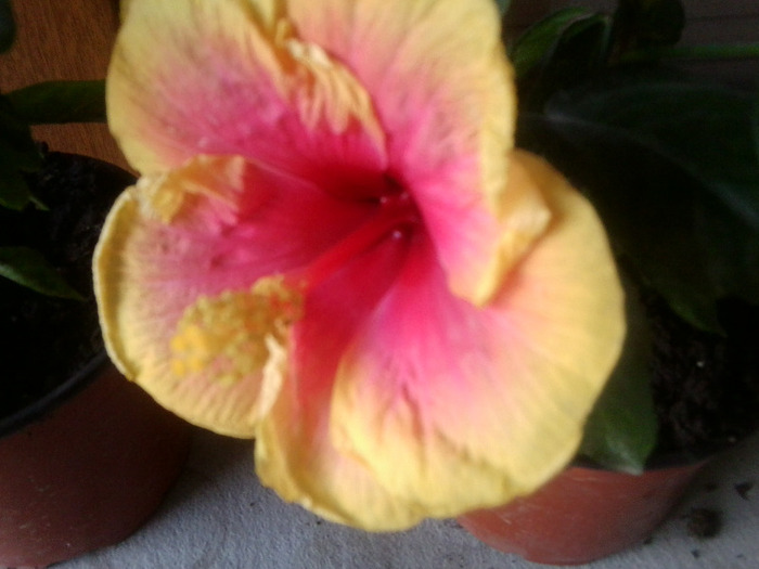 Fotografie0855 - hibiscusi-2012-1