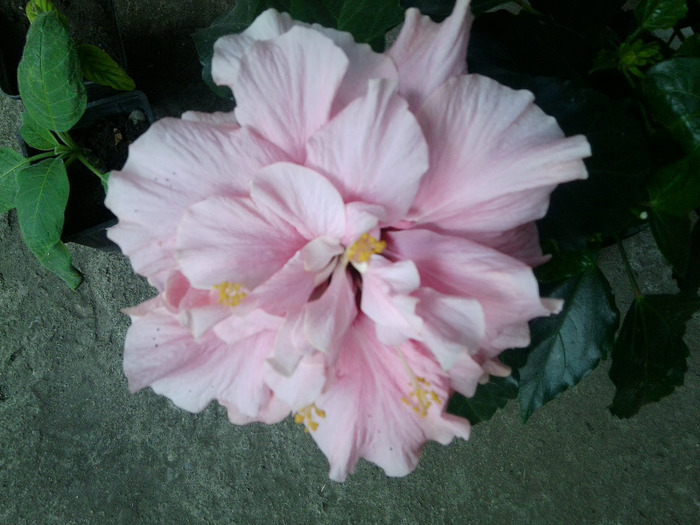 Fotografie0870 - hibiscusi-2012-1