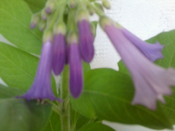 Fotografie0858 - acnistus australis- cu floare mov