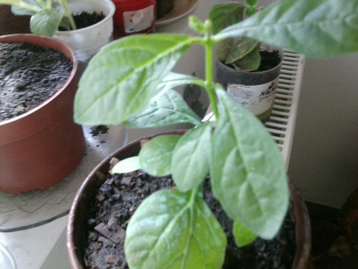 CLERODENDRON UGANDEZE; MULTUMESC SCUMPA DOAMNA
