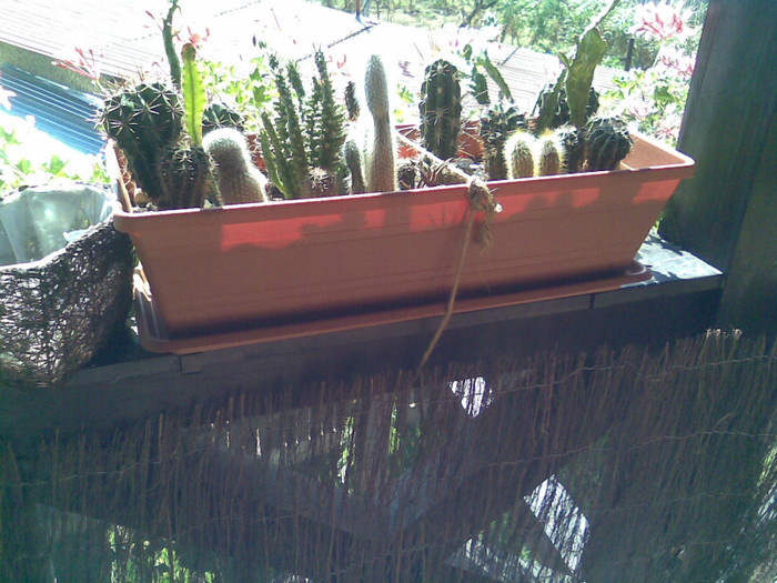 cactusi pe SUD