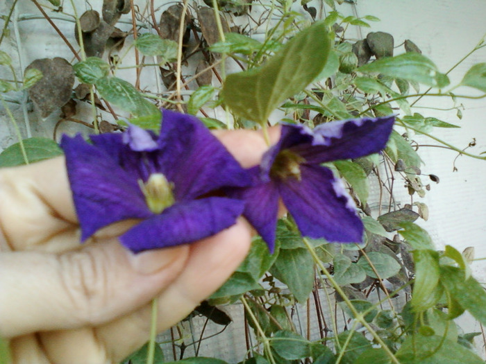 my pictures- 19 sept 2011 045 - clematite