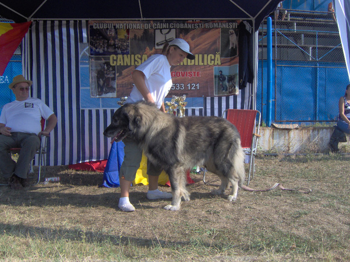 Corbu de Centea