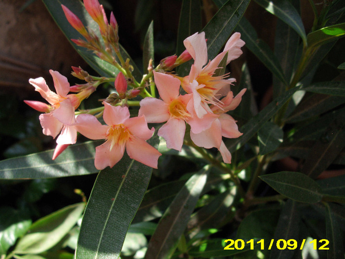 Picture 058