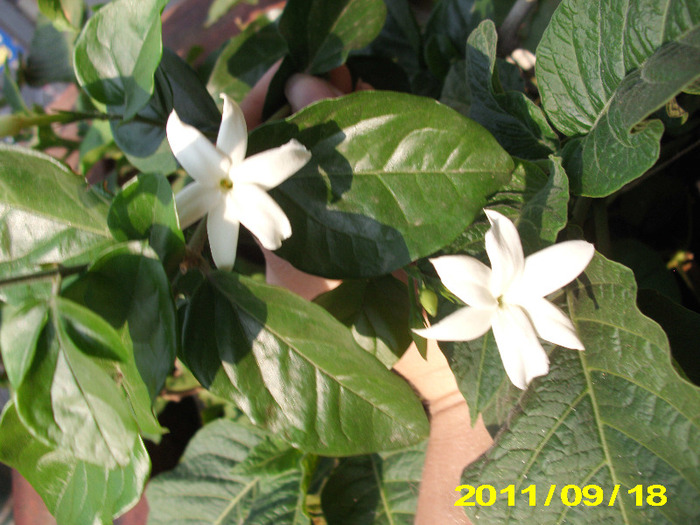 jasmin sambac