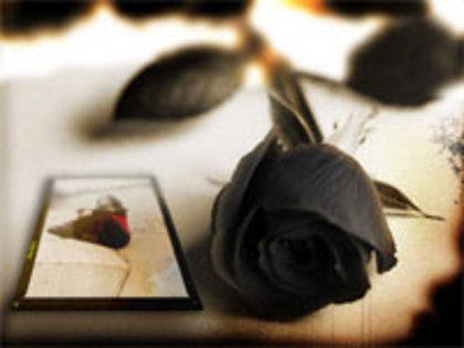 black rose - Imagini