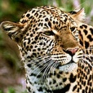 animale - Poze animale