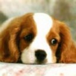 animale - Poze animale