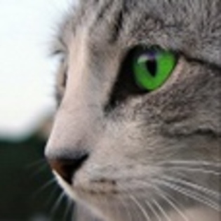 animale - Poze animale