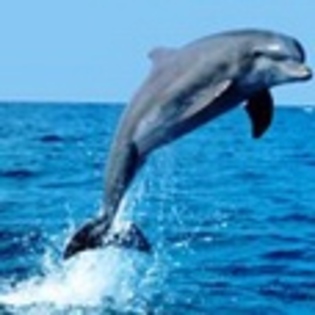 animale - Poze animale