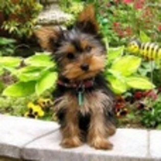 animale - Poze animale