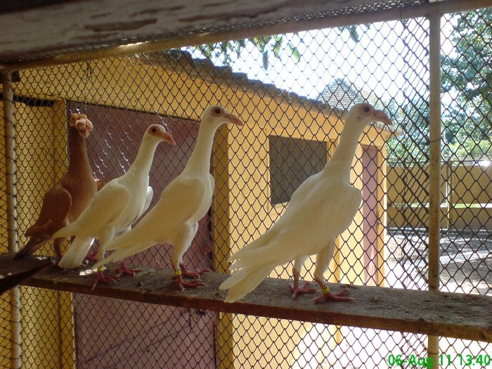 8 - porumbei carieri - 2011