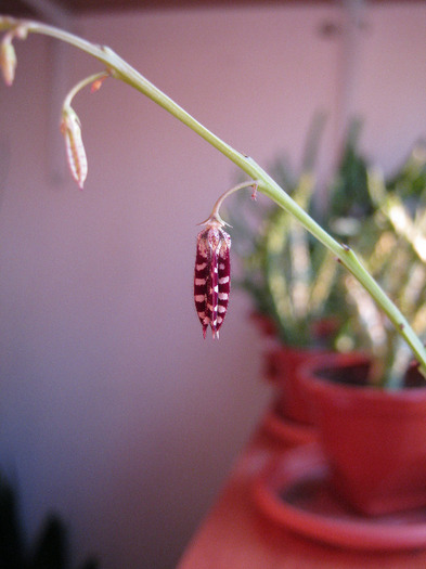 Caralluma turneri (1) - Asclepiadaceae