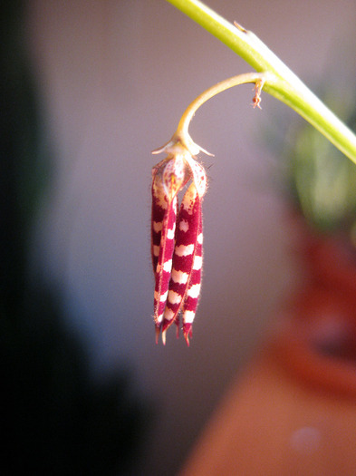 Caralluma turneri (7)