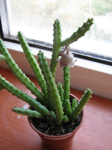 Huernia migriana