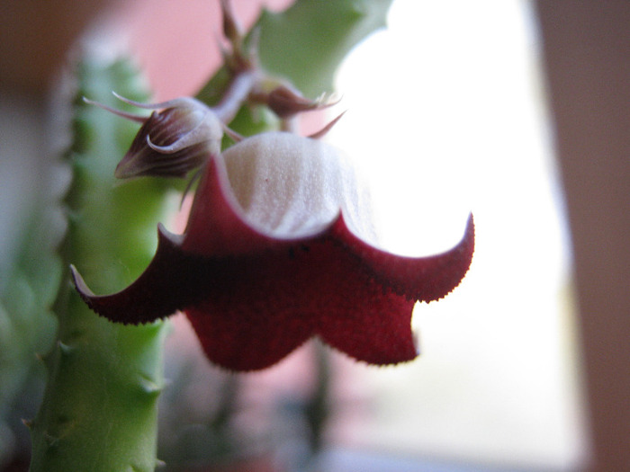Huernia migriana (8)