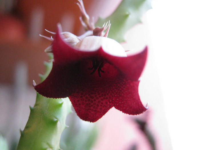 Huernia migriana (7)