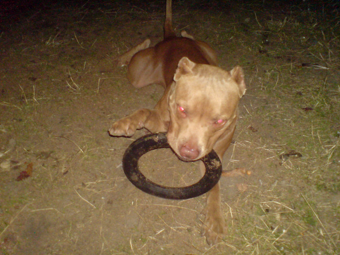 DSC05178 - my pitbull