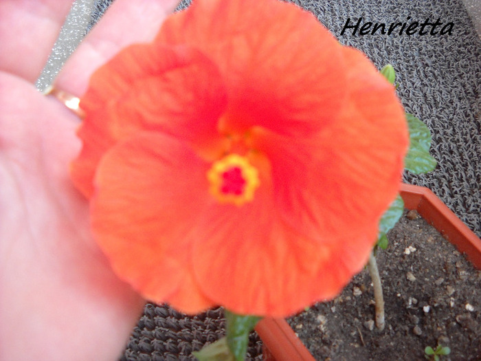 19.09.011 am inflorit-Pierdut