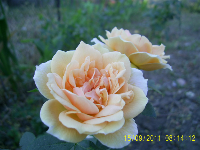 PIC_0179 - Garden of roses