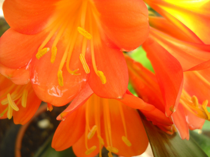 Clivia miniata orange - Clivia