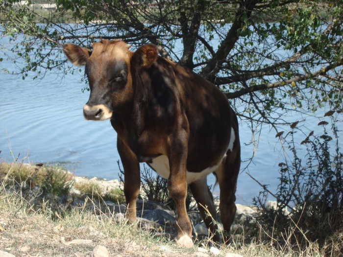 377 - septembrie 2011