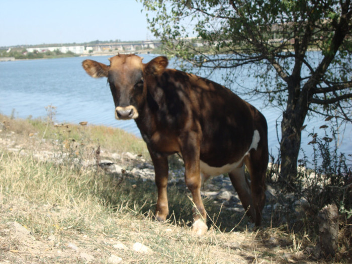 378 - septembrie 2011