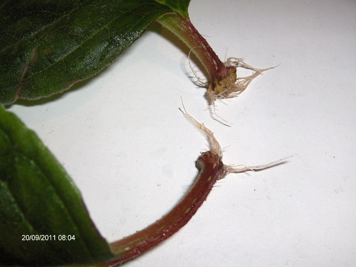 exemplu pentru POPICU...