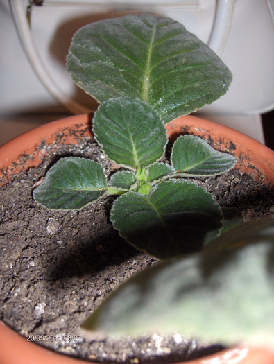 exemplu pentru POPICU...; Observa ca frunza nu este foarte mare si este pusa in pamant putin inclinata ca sa poata iesi noua p
