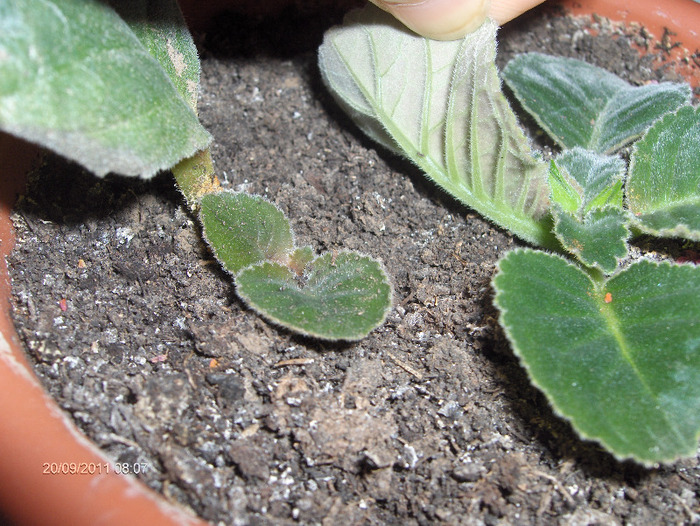 exemplu pentru POPICU...; cea de-a doua plantuta iesita...
