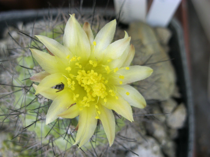 Copiapoa humilis - Epithelanta si etc