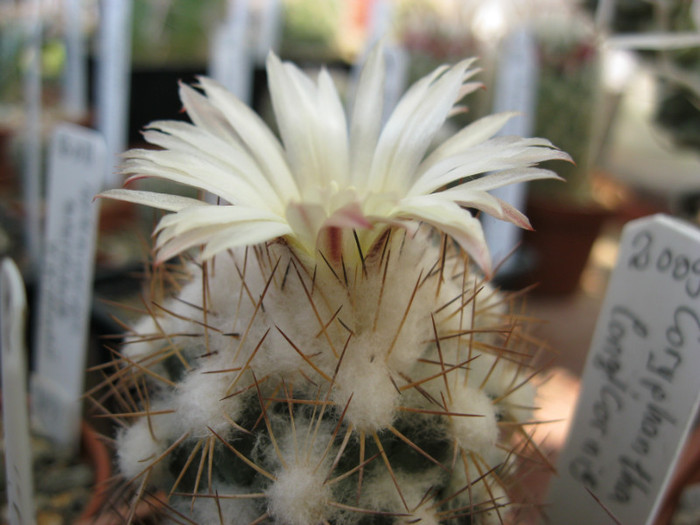 Coryphantha longicornis