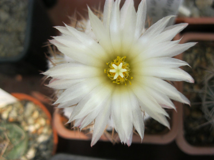 Coryphantha longicornis - Epithelanta si etc