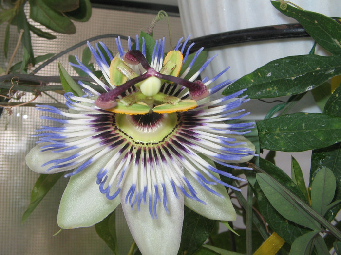 IMG_6713 - Passiflora 2011