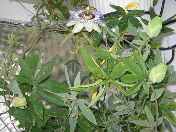 IMG_6714 - Passiflora 2011