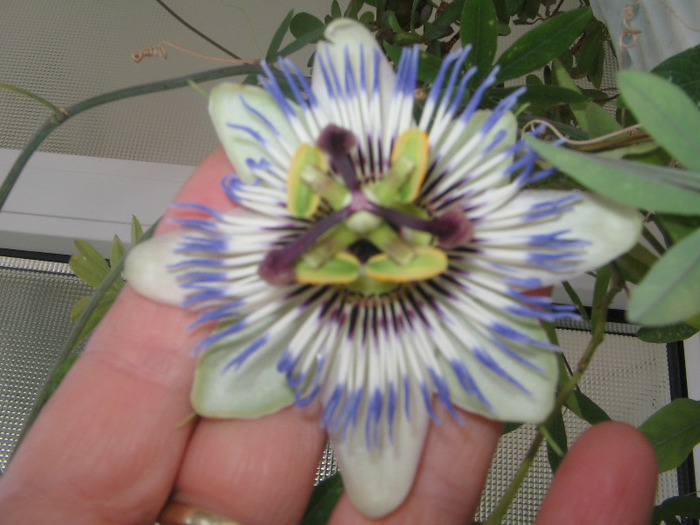 IMG_6715 - Passiflora 2011