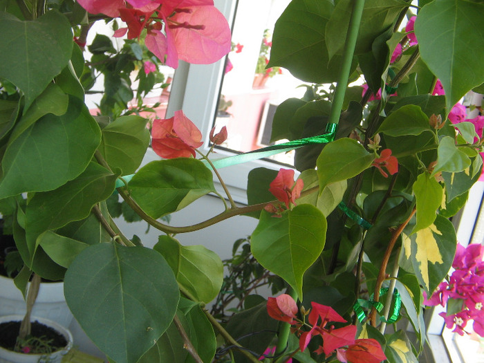 IMG_6705 - Bougainvillea