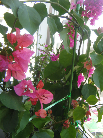 IMG_6706 - Bougainvillea