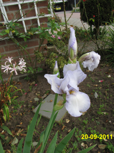 Iris Germanica 20 sept 2011 - irisi